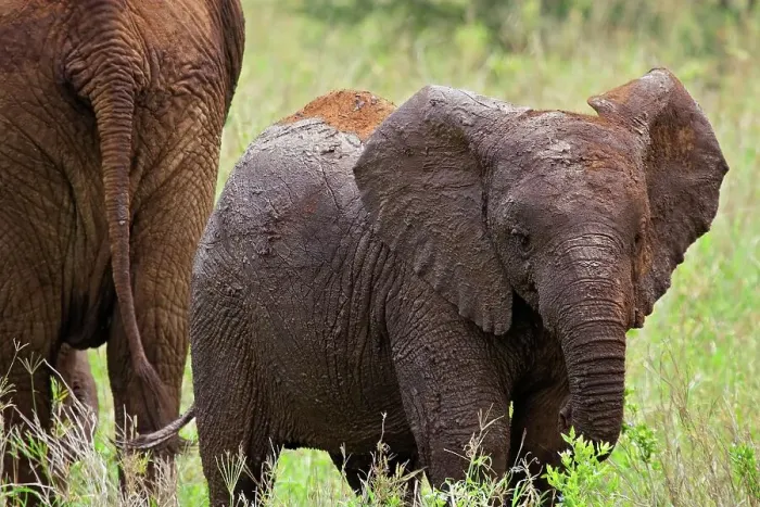 Framed Print : Young Mud-Covered Elephant Calf Stays Close to Grazing Relatives Framed Print : Young Mud-Covered Elephant Calf Stays Close to Grazing Relatives