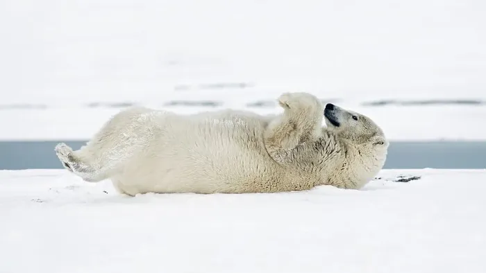 Framed Print : A young polar bear (Ursus maritimus) boar rolls around in the snow to either clean its coat or scratch its back Framed Print : A young polar bear (Ursus maritimus) boar rolls around in the snow to either clean its coat or scratch its back