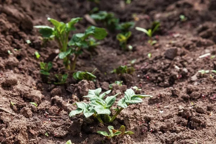 Framed Print : Young potato on soil cover. plant close-up Young potato on soil cover