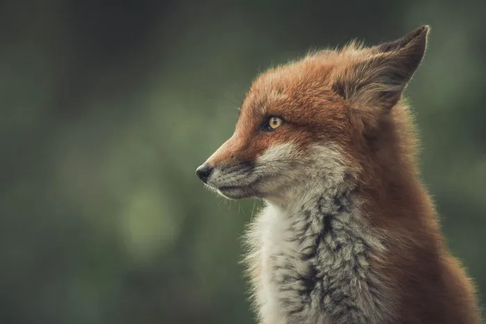 Framed Print : A young red fox (Vulpus vulpus) is all alert as he is watching his surroundings and listening for any sounds