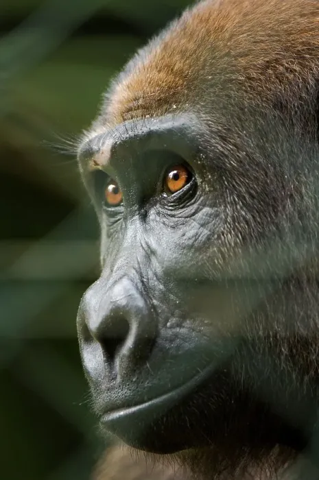 Framed Print : Young Western Lowland gorilla (Gorilla gorilla gorilla) orphaned by bushmeat hunters Framed Print : Young Western Lowland gorilla (Gorilla gorilla gorilla) orphaned by bushmeat hunters