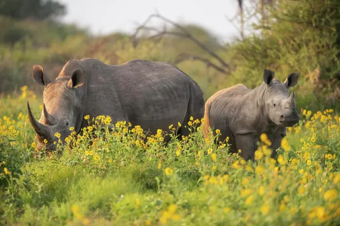 Framed Print : Young White Rhino with mother, Marataba, Marakele National Park, South Africa, Africa