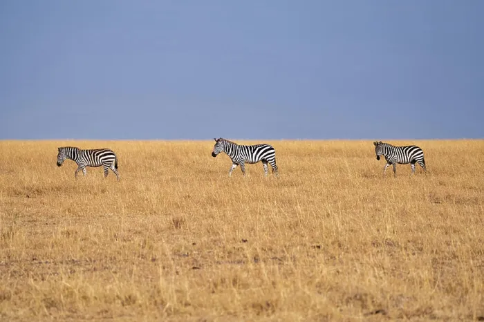 Framed Print : Zebras (Equus quagga) in the grasslands of the Maasai Mara, Kenya, East Africa, Africa Framed Print : Zebras (Equus quagga) in the grasslands of the Maasai Mara, Kenya, East Africa, Africa