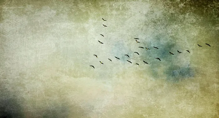 Framed Print : ziehende vögel textur konzept Vögel Kraniche auf dem Flug in Formation Framed Print : ziehende vögel textur konzept Vögel Kraniche auf dem Flug in Formation