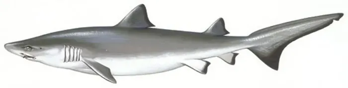 Framed Print : Zoology - Fishes - Carcharhiniformes - School shark (Galeorhinus galeus), illustration Framed Print : Zoology - Fishes - Carcharhiniformes - School shark (Galeorhinus galeus), illustration