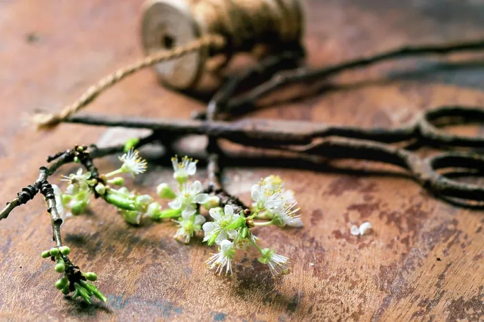 Framed Print : Zweig der Blüte Blossom branch with vintage scissors and reel over brown wooden surface Framed Print : Zweig der Blüte Blossom branch with vintage scissors and reel over brown wooden surface