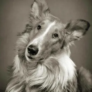 1950s PORTRAIT ROUGH COAT COLLIE DOG LOOKING AT CAMERA WITH TILTED HEAD 1950s PORTRAIT ROUGH COAT COLLIE DOG LOOKING AT CAMERA WITH TILTED HEAD
