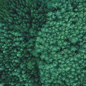 Aerial image of forest in Japan Aerial image of forest in Japan