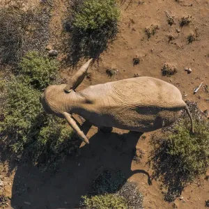 Aerial view of desert elephant in Damaraland, Namid desert, Namibia Aerial view of desert elephant in Damaraland, Namid desert, Namibia