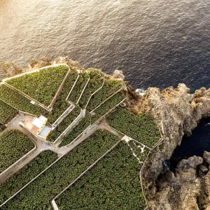 aerial view of farm of banana trees near to the ocean atlantic aerial view of farm of banana trees near to the ocean atlantic