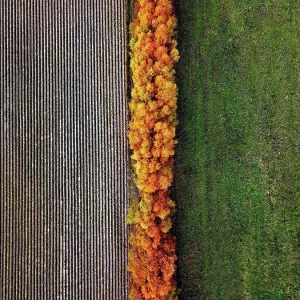 Aerial view of field windbreak in autumn Aerial view of field windbreak in autumn