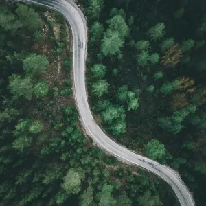 Aerial view of forest road with pine trees on both sides in autumn Aerial view of forest road with pine trees on both sides in autumn