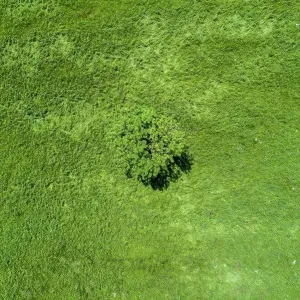 Aerial view lone tree in sunny green field, Auvergne, France Aerial view lone tree in sunny green field, Auvergne, France