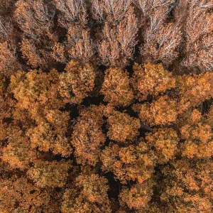 Aerial view of trees with autumn colours near Flaca city, Catalonia, Spain Aerial view of trees with autumn colours near Flaca city, Catalonia, Spain