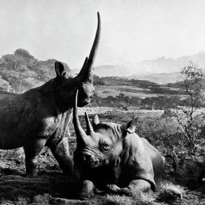 Africa, kenya, rhinos, 1920