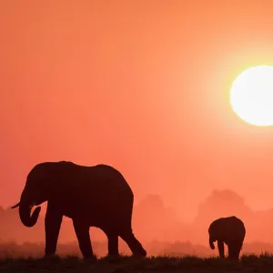 African elephants (Loxodonta africana) at sunset, Chobe National Park, Botswana, Africa African elephants (Loxodonta africana) at sunset, Chobe National Park, Botswana, Africa