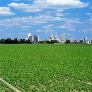 Agriculture - A mid growth soybean field in Arkansas with the skyline of Memphis Agriculture - A mid growth soybean field in Arkansas with the skyline of Memphis