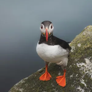 Atlantic puffin on the island of Runde in the Norway Atlantic puffin on the island of Runde in the Norway