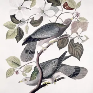 Band Tailed Pigeon - Male And Female, Audubon, John James (1785-1851/American), Lithograph Band Tailed Pigeon - Male And Female, Audubon, John James (1785-1851/American), Lithograph
