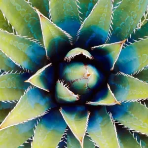 Basal Rosette (Agave kaibabensis) Horseshoe Mesa, Grand Canyon National Park, Arizona