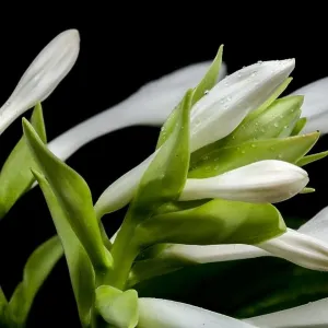 Beautiful Blooming white hosta or plantain lily flower isolated on a black background. Flower heads close-up Beautiful Blooming white hosta or plantain lily flower isolated on a black background. Flower heads close-up