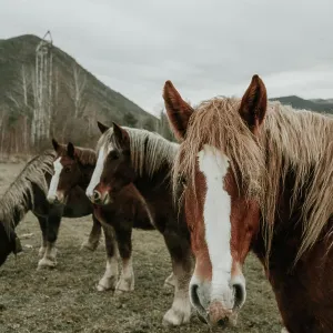 Beautiful horses pasturing on field between trees near hills and cloudy sky in Pyrenees Beautiful horses pasturing on field between trees near hills and cloudy sky in Pyrenees