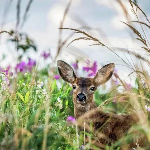 A Black-tailed deer (Odocoileus hemionus) finds concealment in tall grass at Cape Disappointment State Park; Ilwaco A Black-tailed deer (Odocoileus hemionus) finds concealment in tall grass at Cape Disappointment State Park; Ilwaco