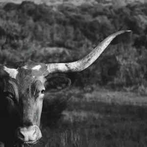 Black and white Texas Longhorn portrait with hills and landscape in background of cow Black and white Texas Longhorn portrait with hills and landscape in background of cow