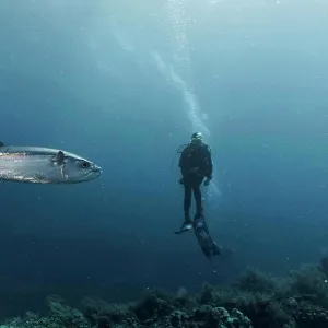 A blue fin Tuna swimming past a diver at Tubbataha Reef A blue fin Tuna swimming past a diver at Tubbataha Reef