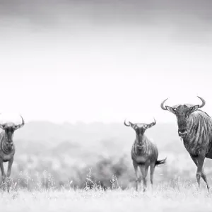 Three blue wildebeest, Connochaetes taurinus, stand in an open clearing, direct gaze, in black and white Three blue wildebeest, Connochaetes taurinus, stand in an open clearing, direct gaze, in black and white