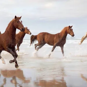 Brown Horses running on a beach Brown Horses running on a beach