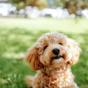 Brown poodle dog in park on sunny day Brown poodle dog in park on sunny day