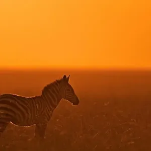 burchells zebra equus burchelli at sunset masai mara, kenya