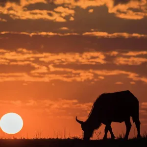 Cape buffalo (Syncerus caffer) at sunset, Chobe National Park, Botswana, Africa Cape buffalo (Syncerus caffer) at sunset, Chobe National Park, Botswana, Africa