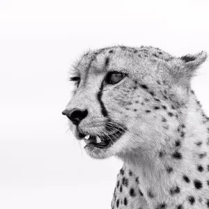 A cheetah's head, Acinonyx jubatus, looking away, ears back, mouth open, in black and white A cheetah's head, Acinonyx jubatus, looking away, ears back, mouth open, in black and white