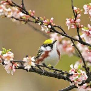 Chestnut-sided (Dendroica pensylvanica) Warbler in Nanking cherry tree in spring Winnipeg, MANITOBA, Canada Chestnut-sided (Dendroica pensylvanica) Warbler in Nanking cherry tree in spring Winnipeg, MANITOBA, Canada