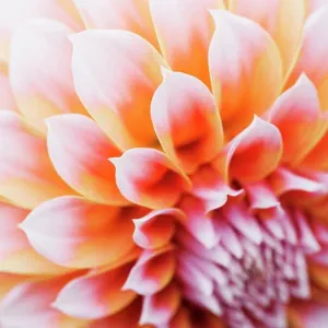 Close up of a dahlia flower Close up of a dahlia flower