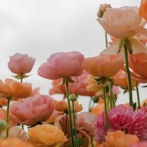 close up of delicate petals of ranunculus flowers close up of delicate petals of ranunculus flowers