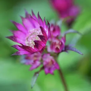 Close up of flower with vivid pink petals Close up of flower with vivid pink petals