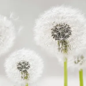 Close up of flowering dandelion close -up of blooming dandelion copyright: xzoonar.com/natashaxbreenx 22733020 Close up of flowering dandelion close -up of blooming dandelion copyright: xzoonar.com/natashaxbreenx 22733020