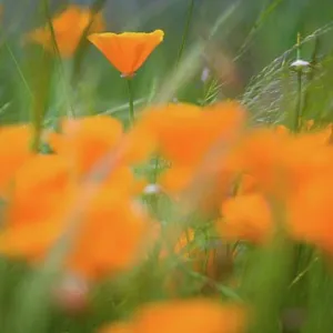 Close Up Of Orange Poppy Flowers Close Up Of Orange Poppy Flowers