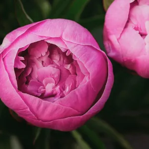 Close up of pink peony flowers starting to bloom in a garden Close up of pink peony flowers starting to bloom in a garden