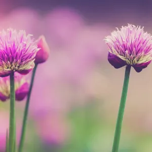 Close up of two purple Chives flower Close up of two beautiful purple Chives flower Copyright: xZoonar Close up of two purple Chives flower Close up of two beautiful purple Chives flower Copyright: xZoonar