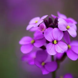Close-up of Erysimum Bowles Mauve flowers Close-up of Erysimum Bowles Mauve flowers