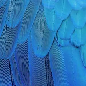 Close-up of the feathers of a blue-and-yellow macaw (Ara ararauna)