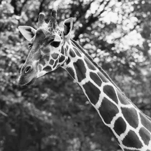 Close-up of a giraffe (Giraffa camelopardalis) Close-up of a giraffe (Giraffa camelopardalis)