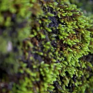 Close-up of green moss Close-up of green moss