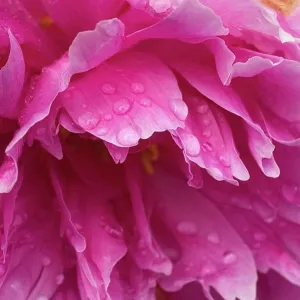 Close-Up Of Pink Flower Close-Up Of Pink Flower