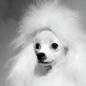 Close-up of a poodle Close-up of a poodle