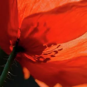 Prints of : Floral